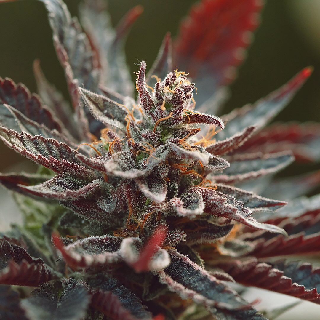 Heirloom Purple Afghan Kush