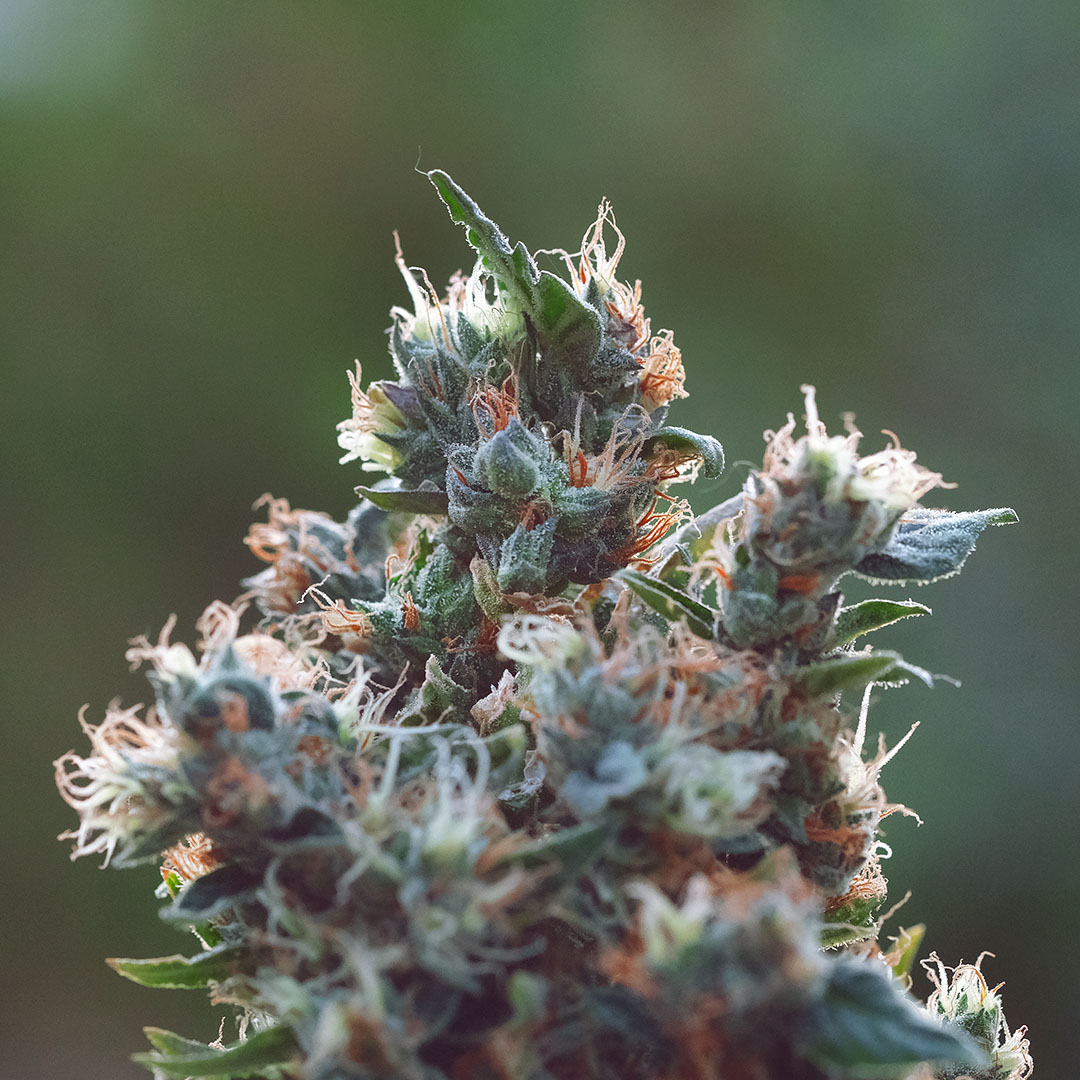Redwood Haze