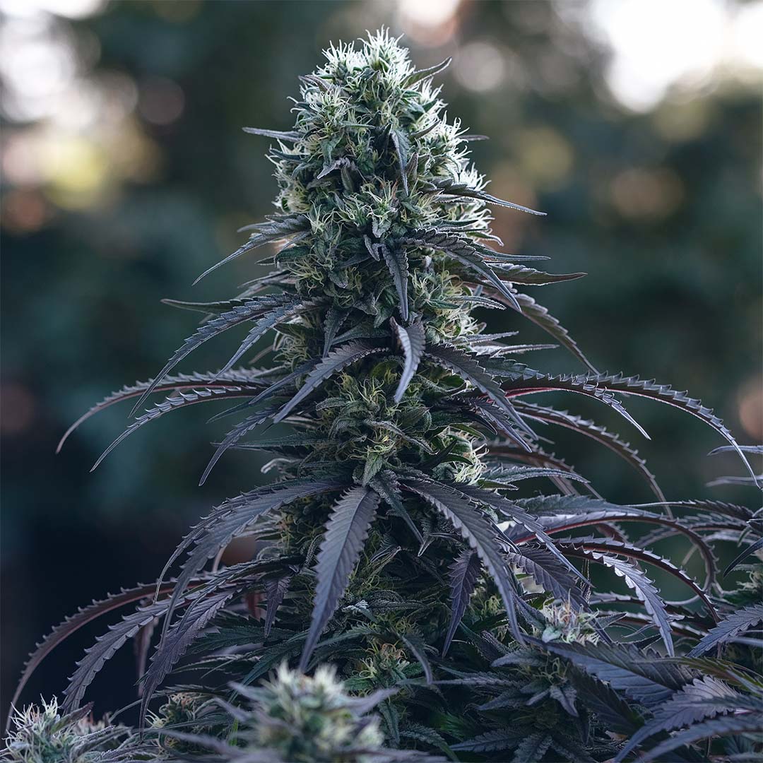 Wolfman F2
