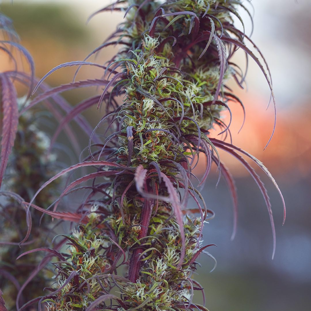 Ace of Haze