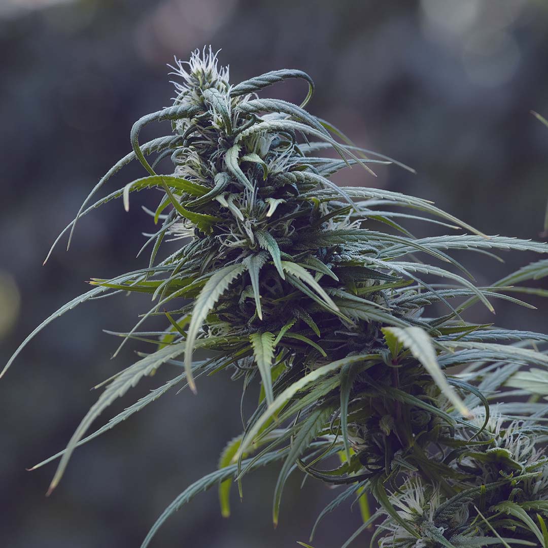 Bullion Haze