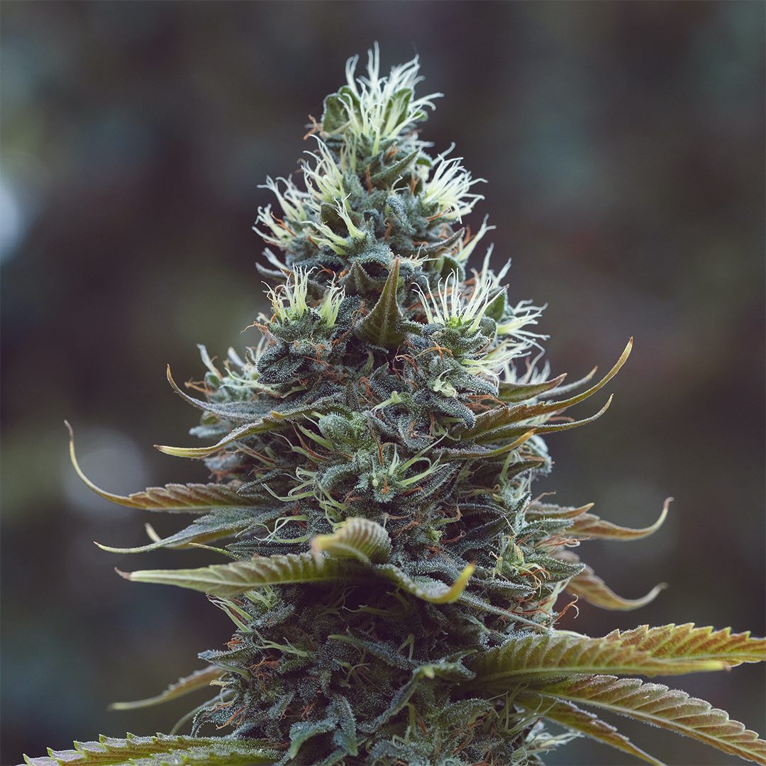 Bandit Kush