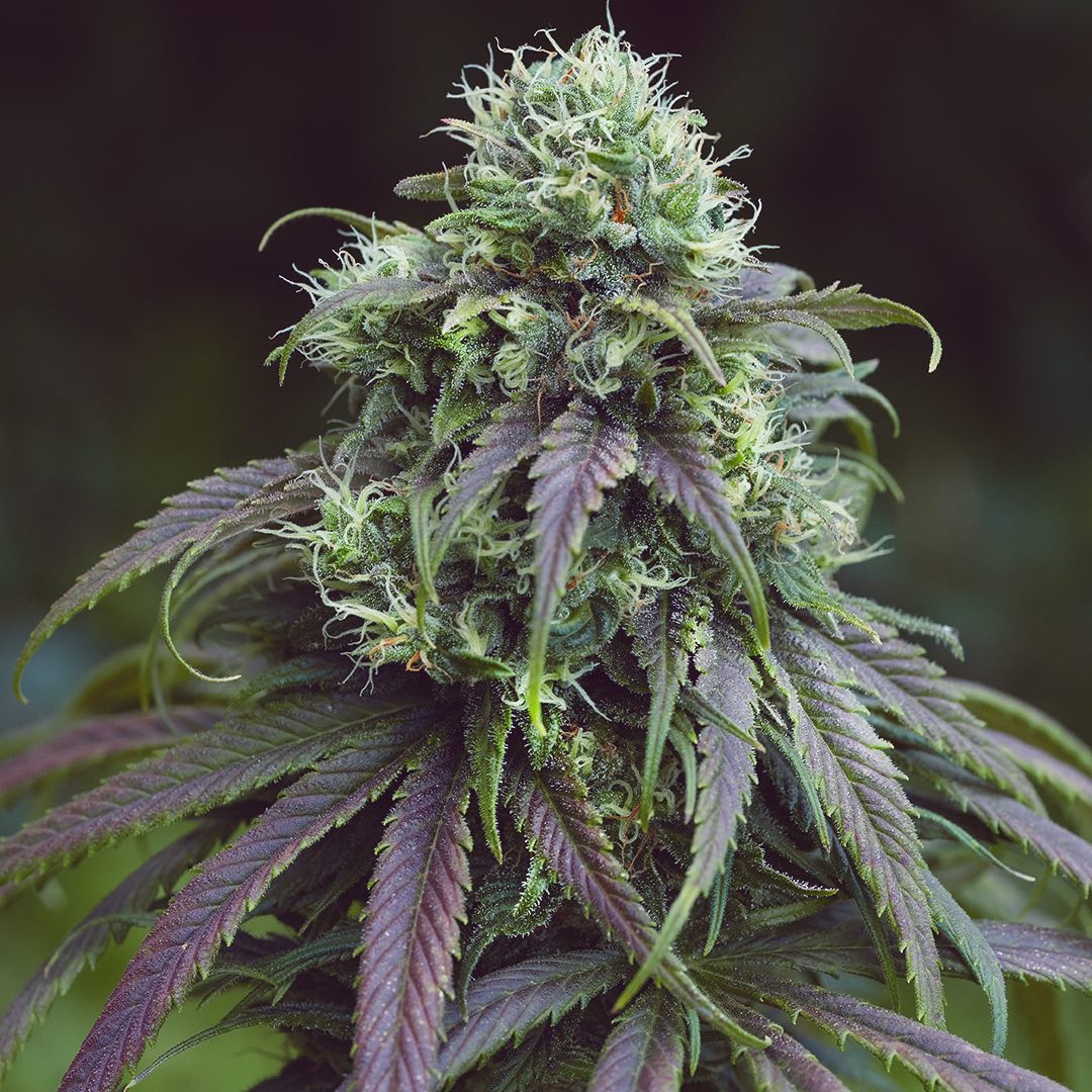 Lava Haze
