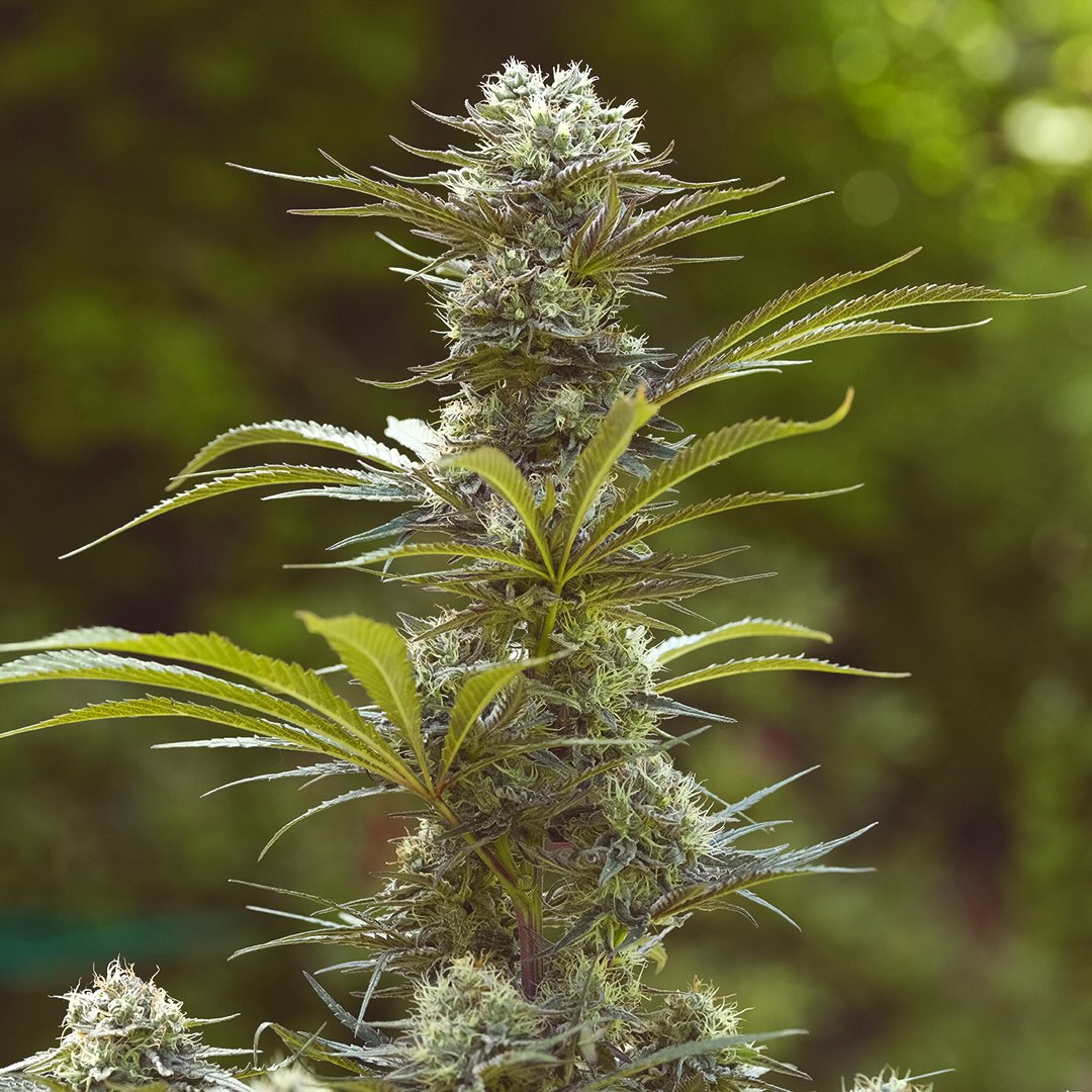 Purple Coulee