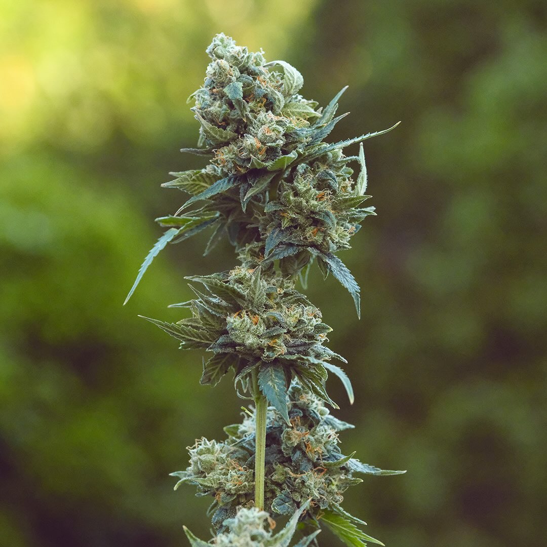 Puna Diesel