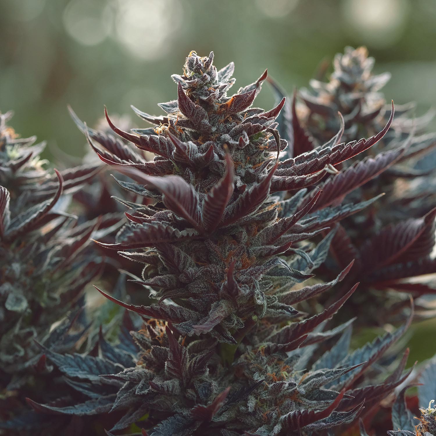 Heirloom Purple Afghan Kush