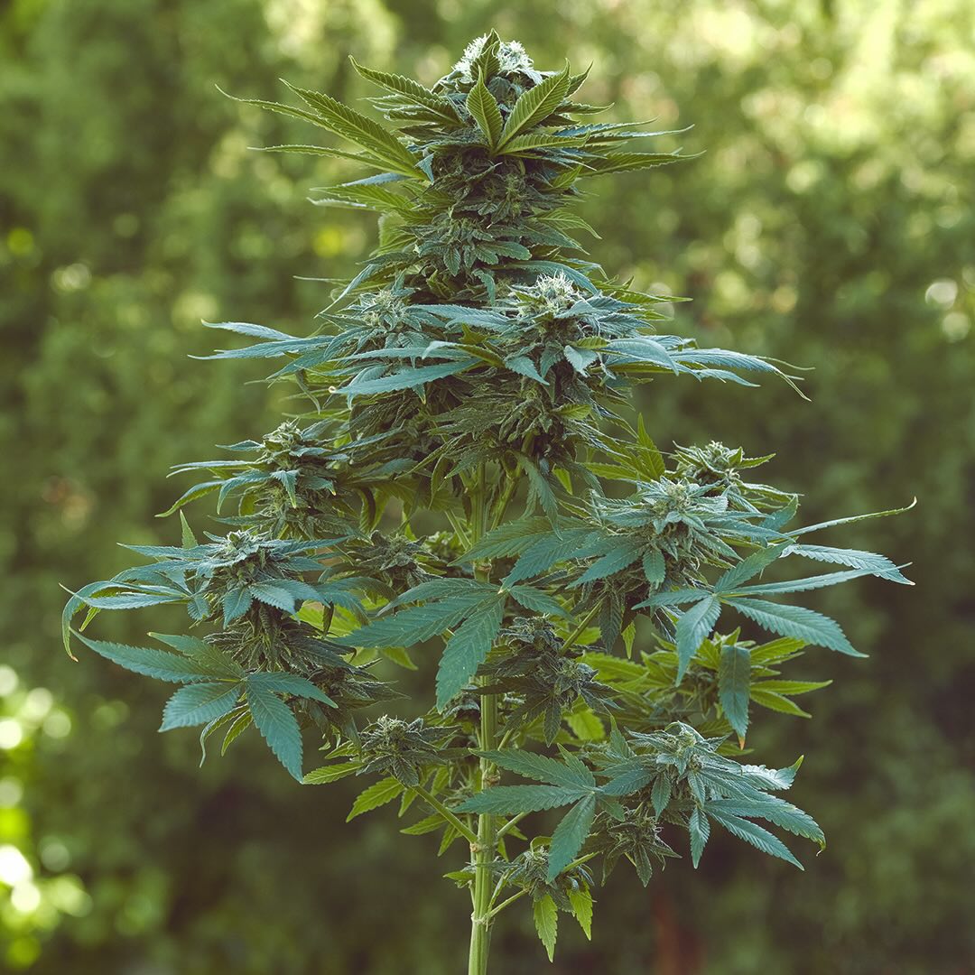Master Thai's '82 Tahoe OG, additional photo 2