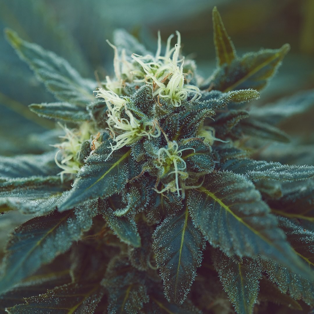 Master Thai's '82 Tahoe OG, additional photo 4
