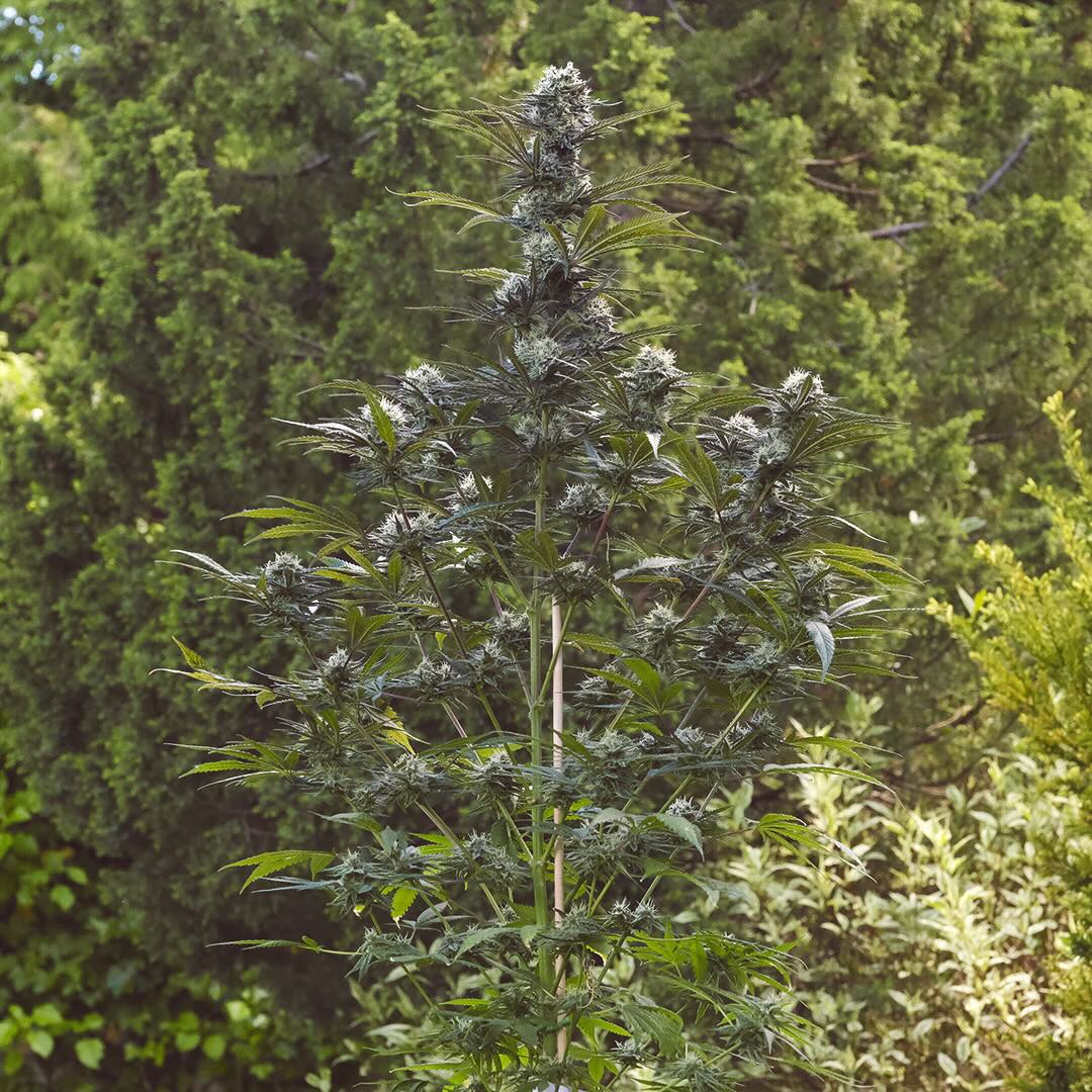 Purple Coulee, additional photo 1