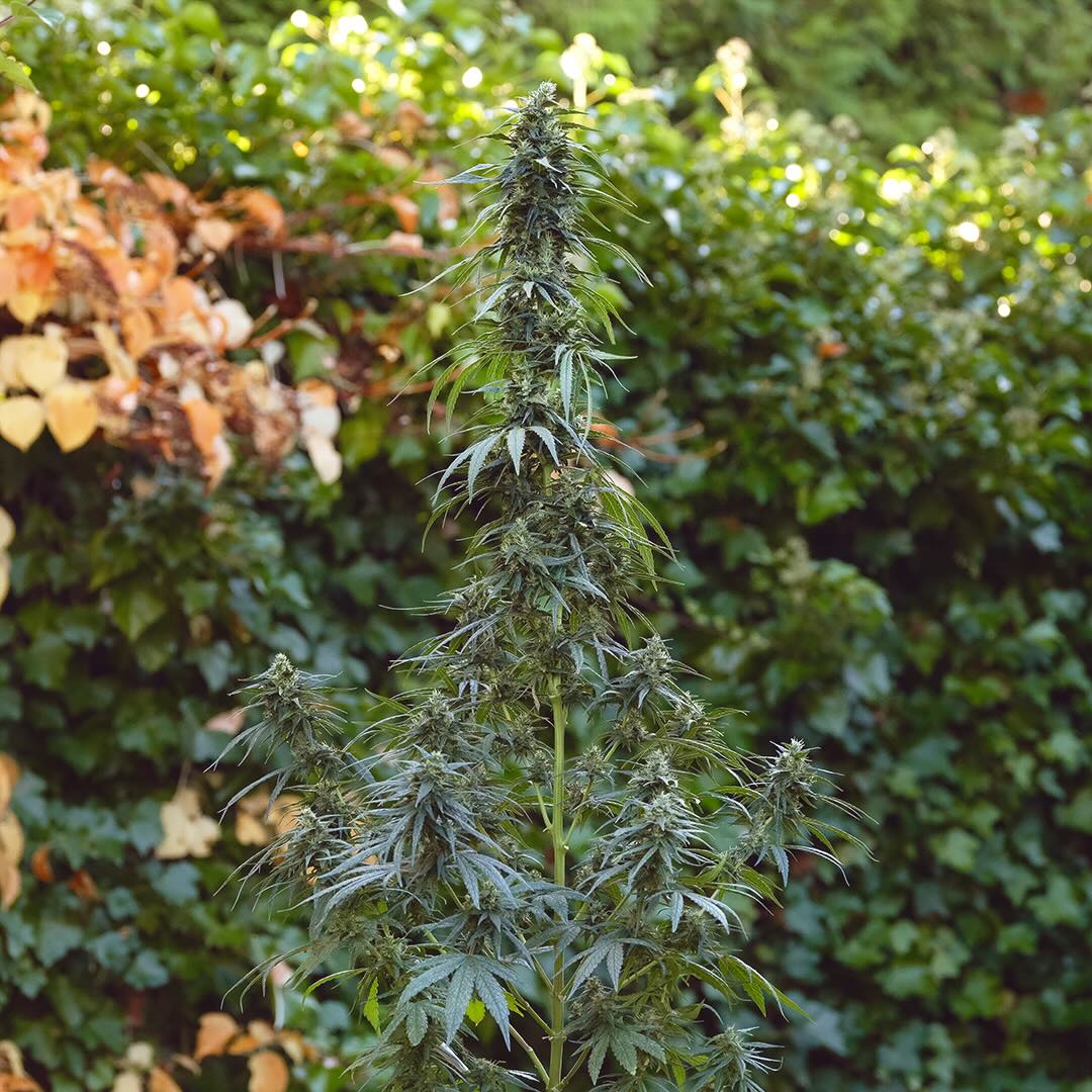 Pure Haze