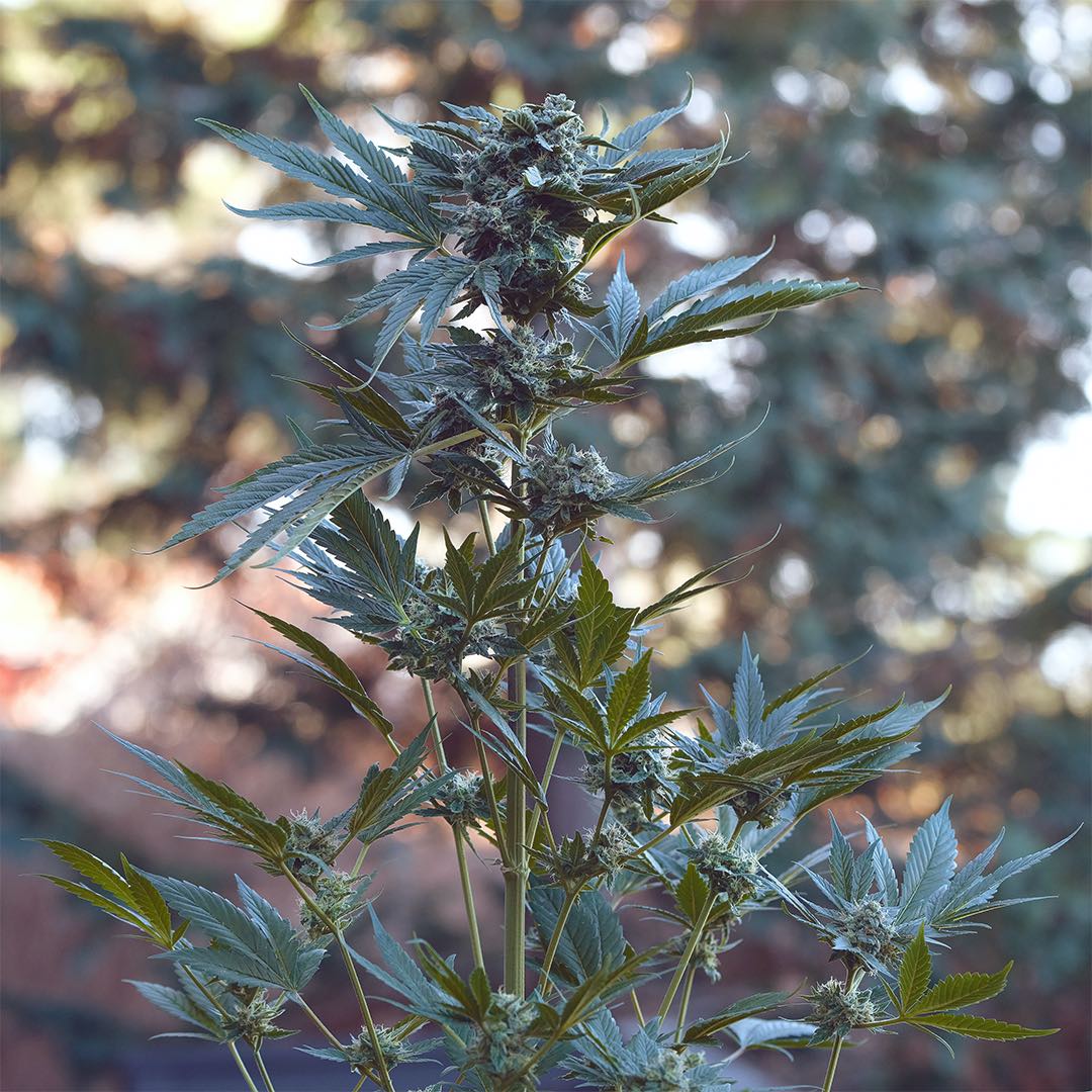 Cracker Jack, additional photo 2