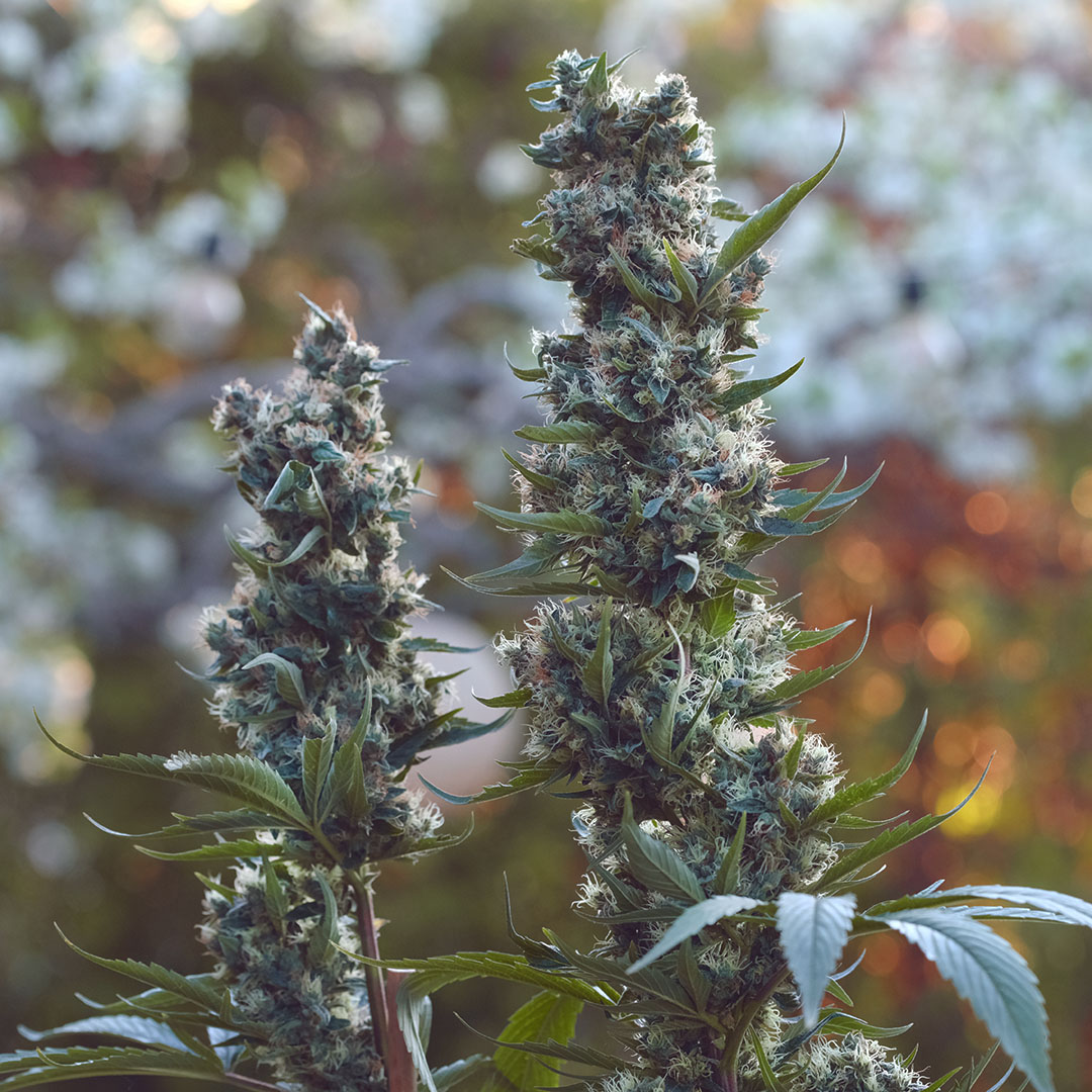 Redwood Haze, additional photo 1