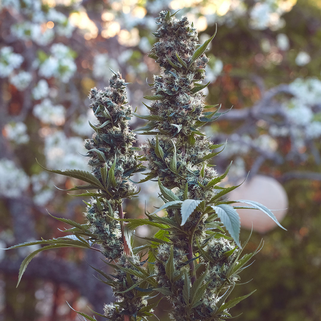 Redwood Haze, additional photo 2