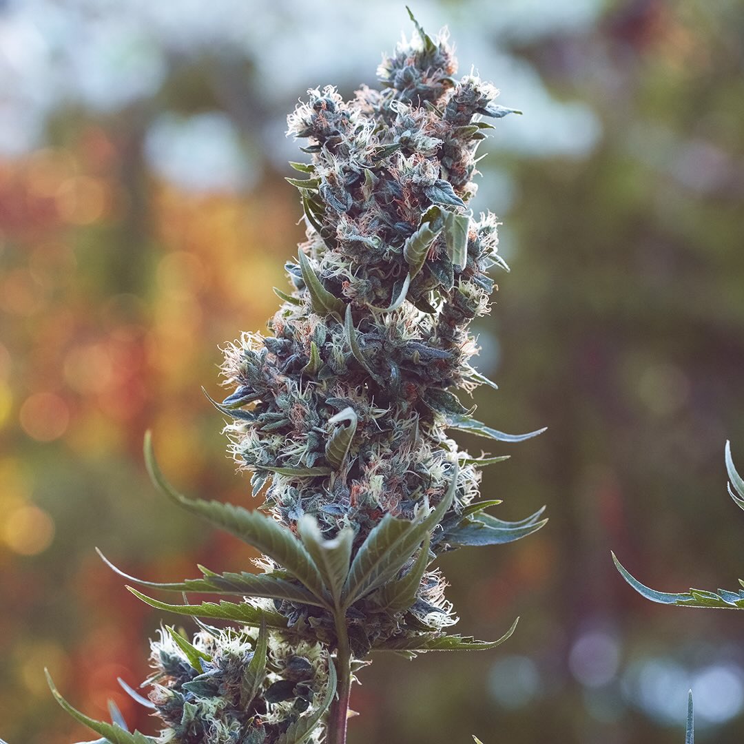 Redwood Haze, additional photo 4