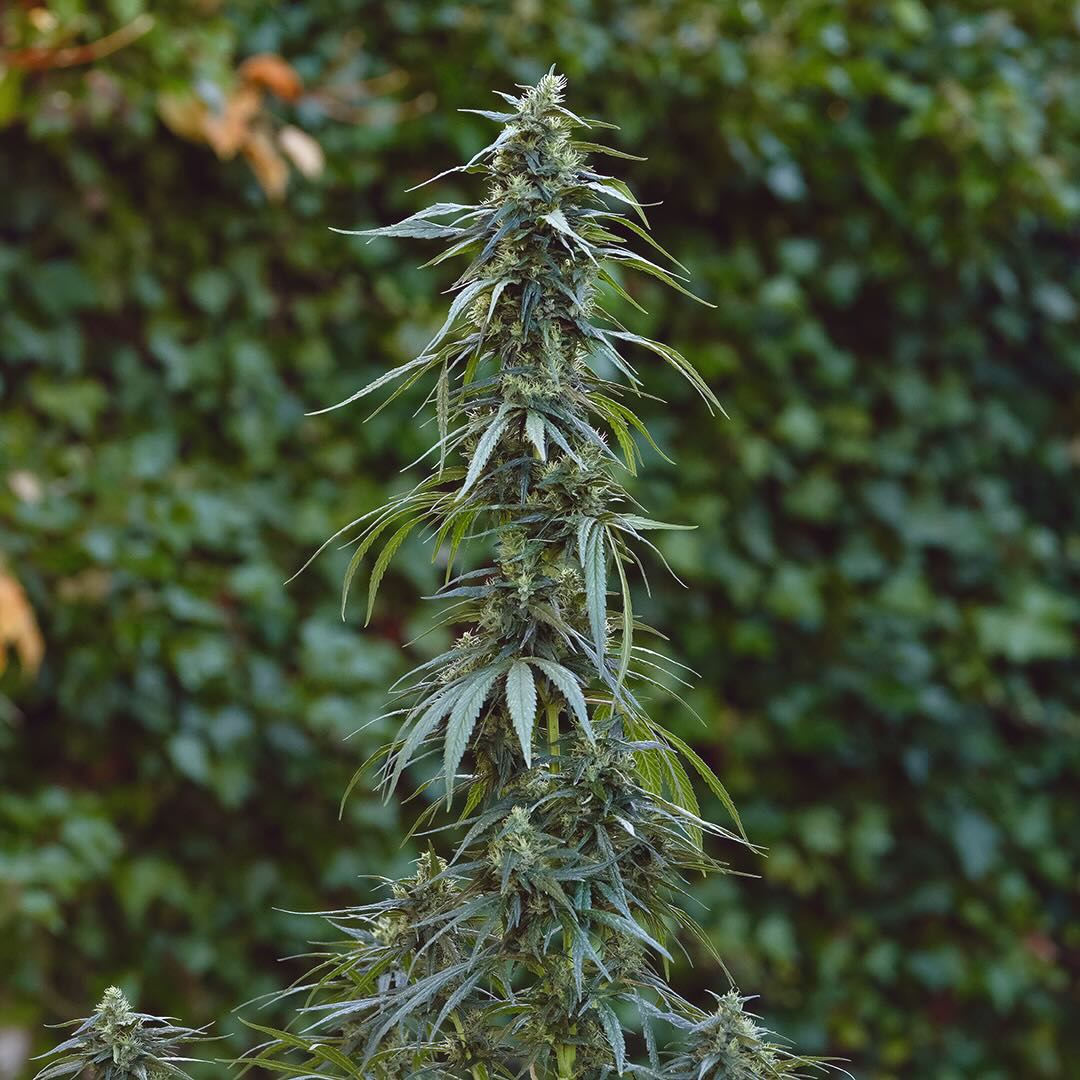 Pure Haze, additional photo 1