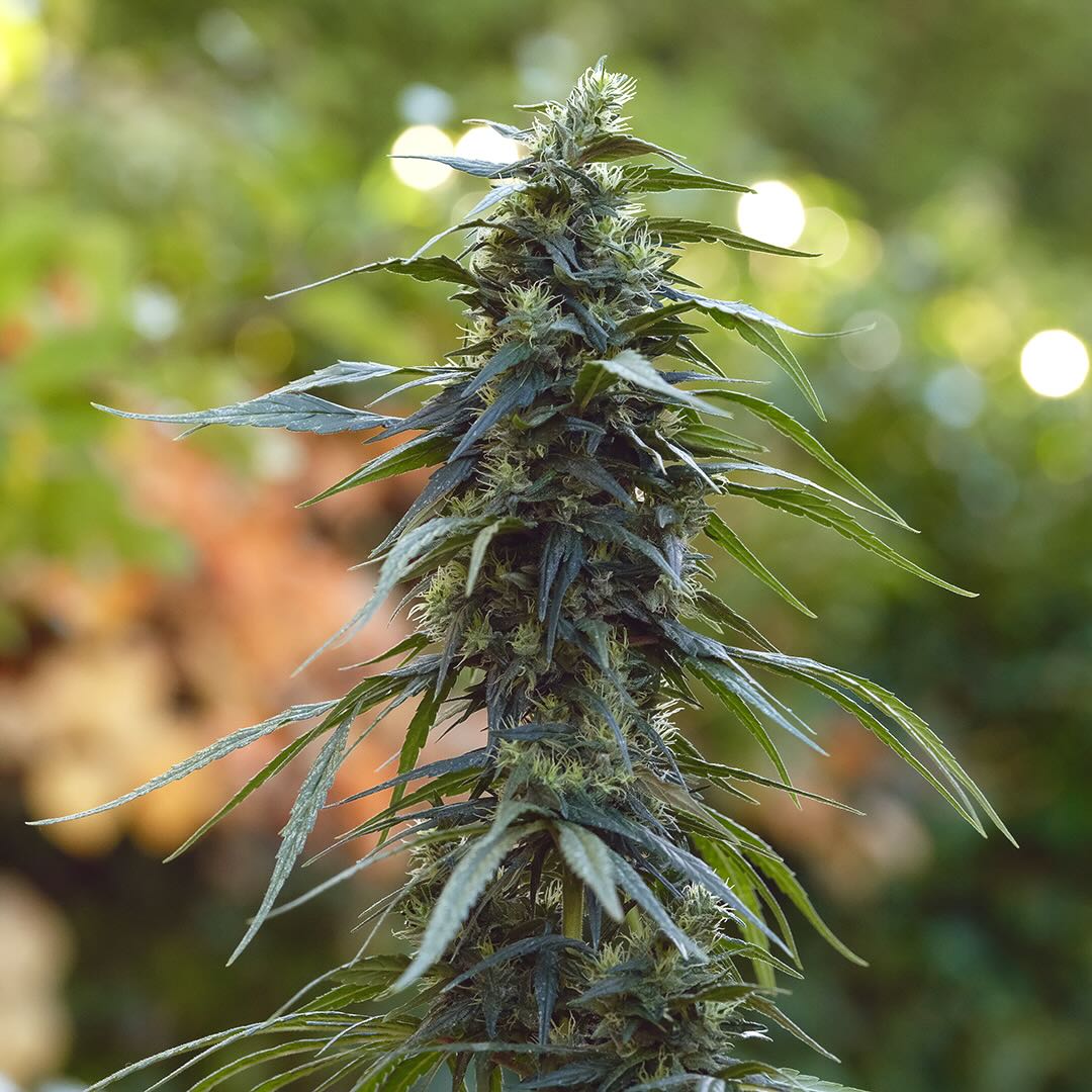 Pure Haze, additional photo 2