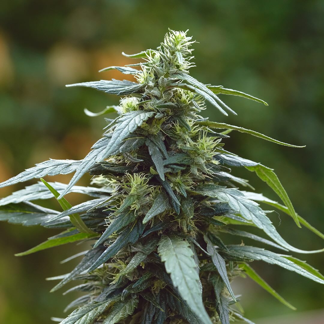 Pure Haze, additional photo 3