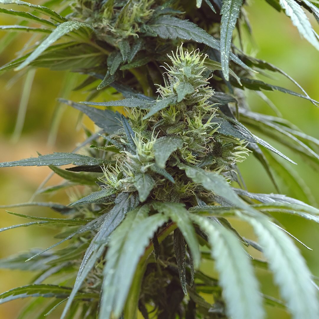 Pure Haze, additional photo 4