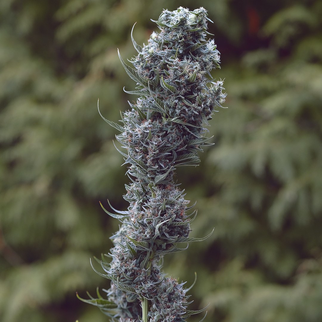 Long Island Haze, additional photo 1