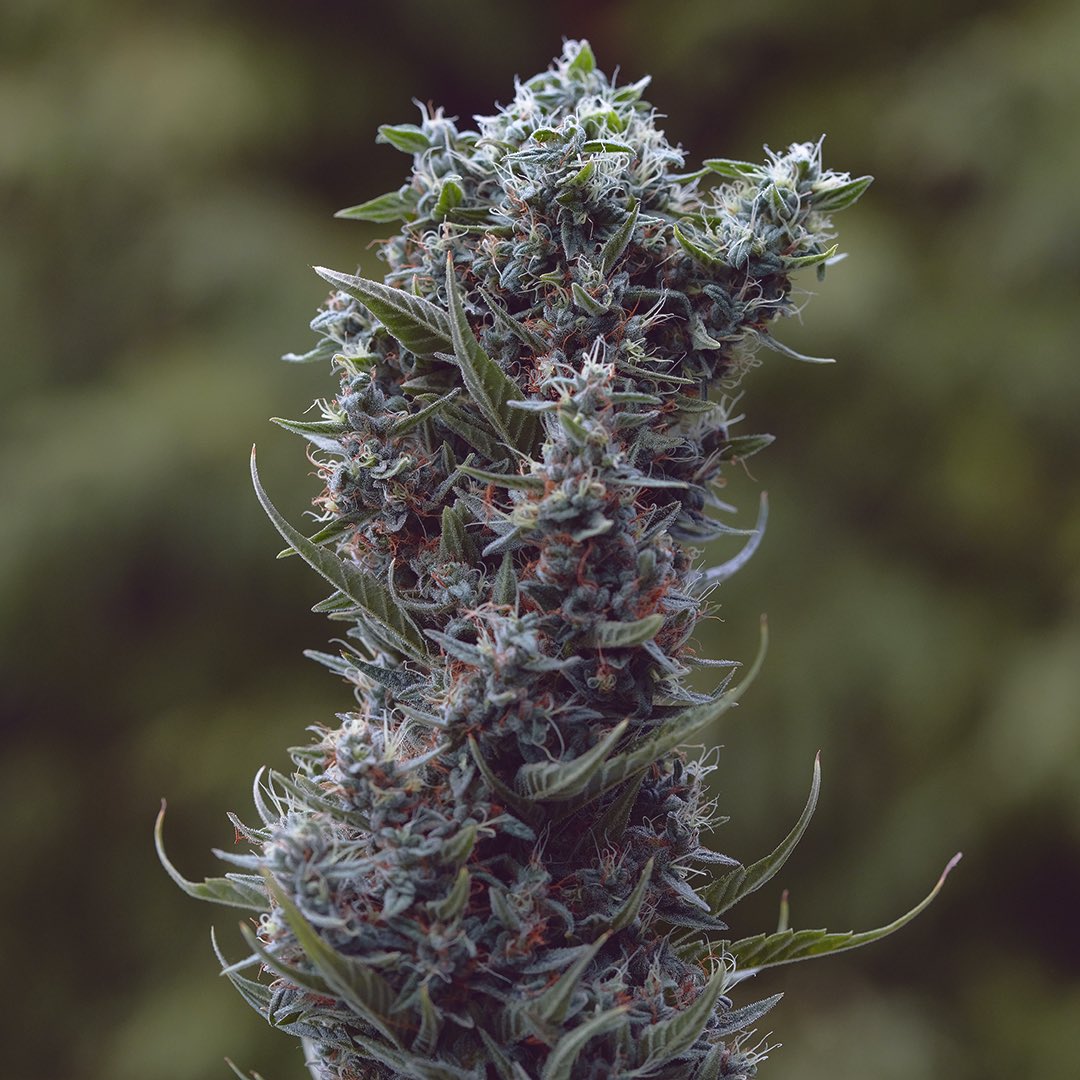 Long Island Haze, additional photo 2