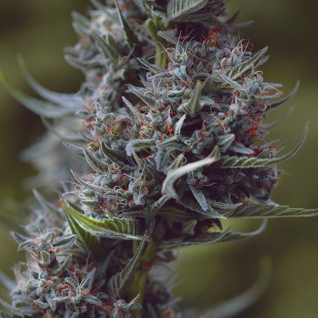 Long Island Haze, additional photo 3