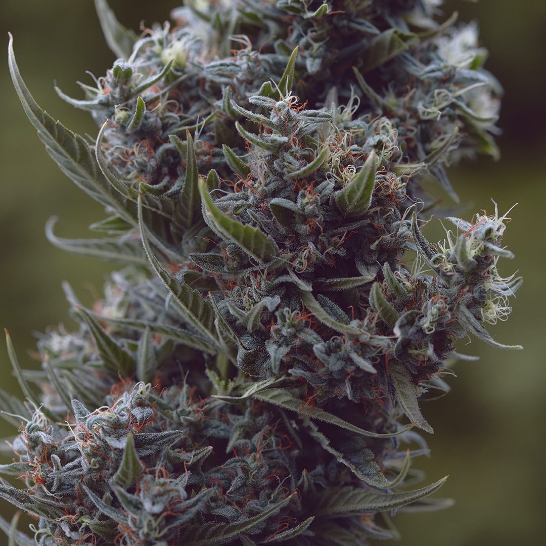Long Island Haze, additional photo 4