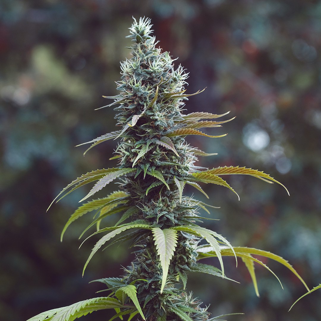 Bandit Kush, additional photo 1