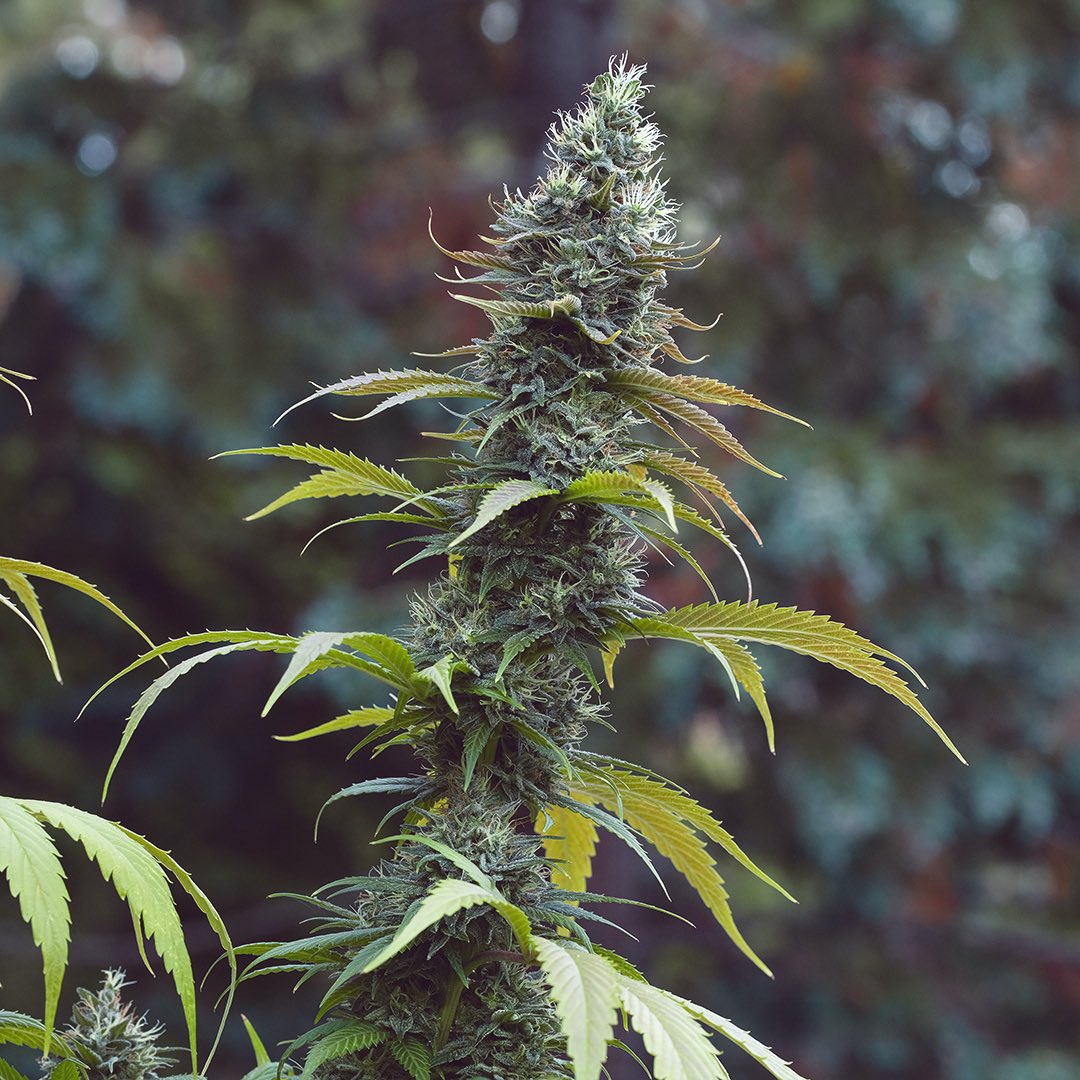 Bandit Kush, additional photo 2
