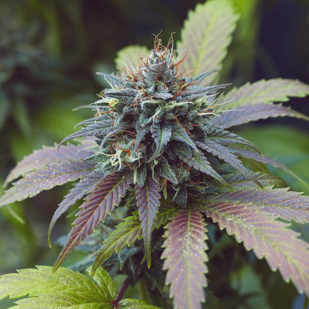 Bandit Kush, additional photo 3