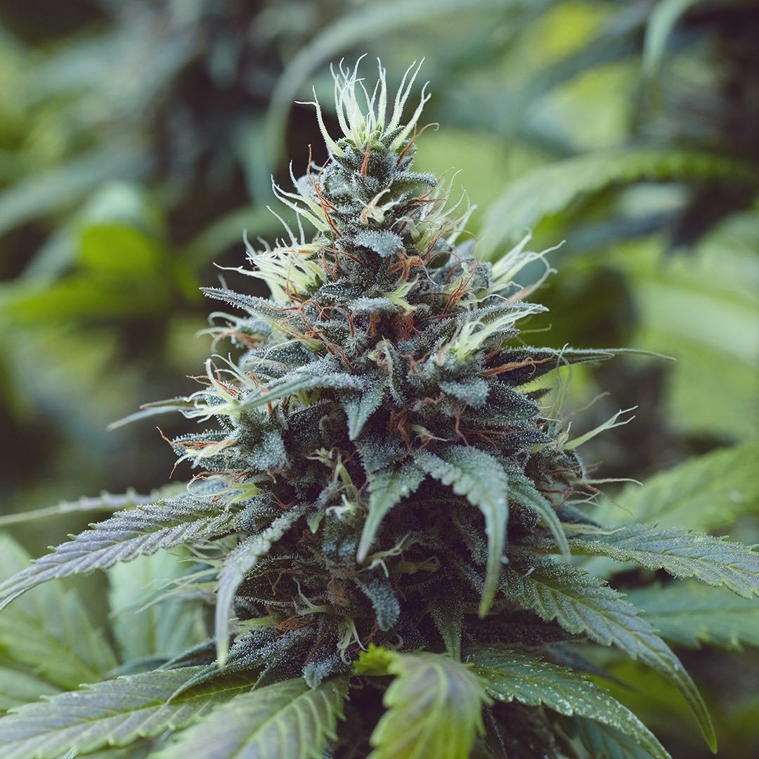 Bandit Kush, additional photo 4