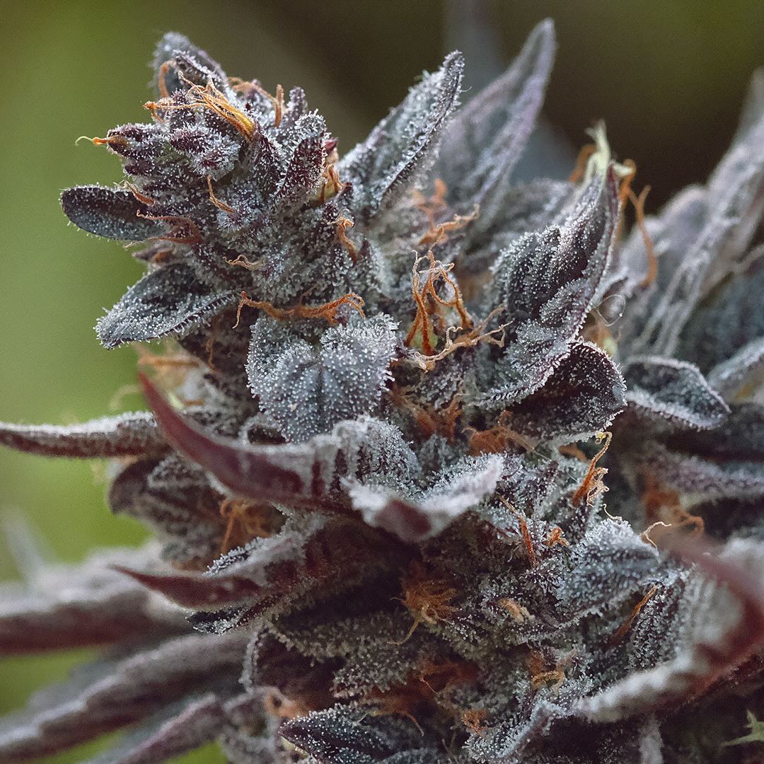 Heirloom Purple Afghan Kush, additional photo 1