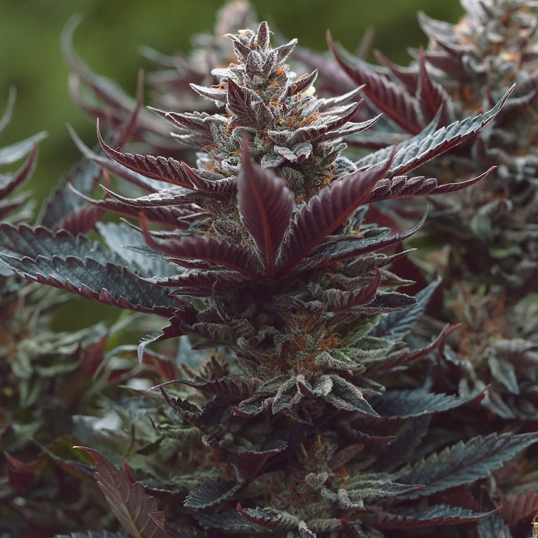 Heirloom Purple Afghan Kush, additional photo 3