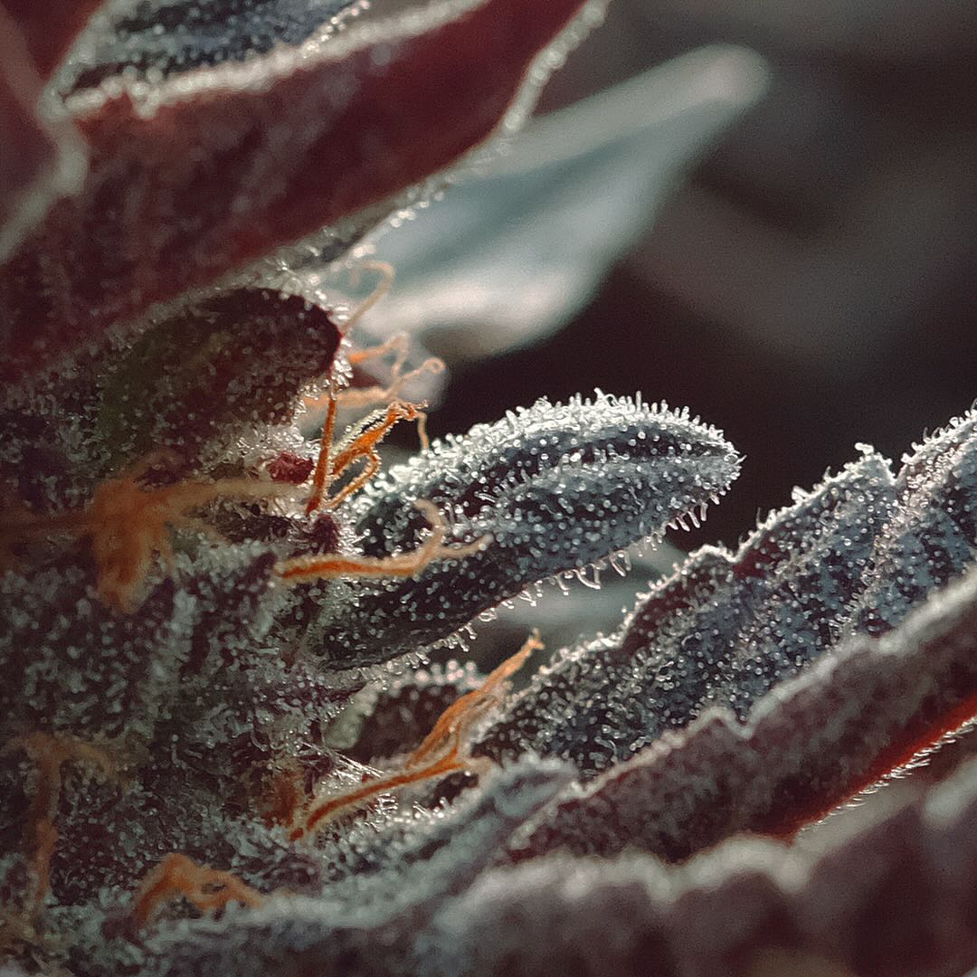 Heirloom Purple Afghan Kush, additional photo 4