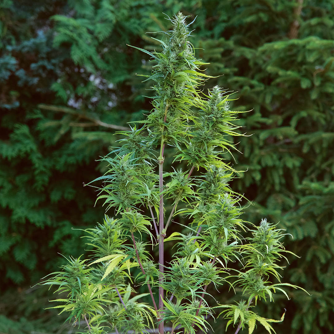 Kona Gold IBL, additional photo 2