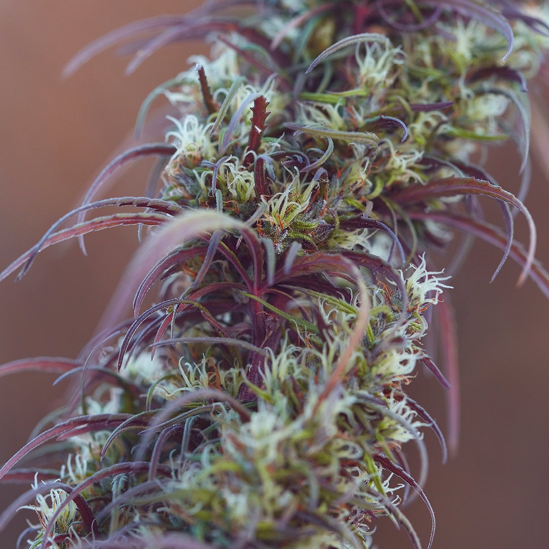 Ace of Haze, additional photo 1