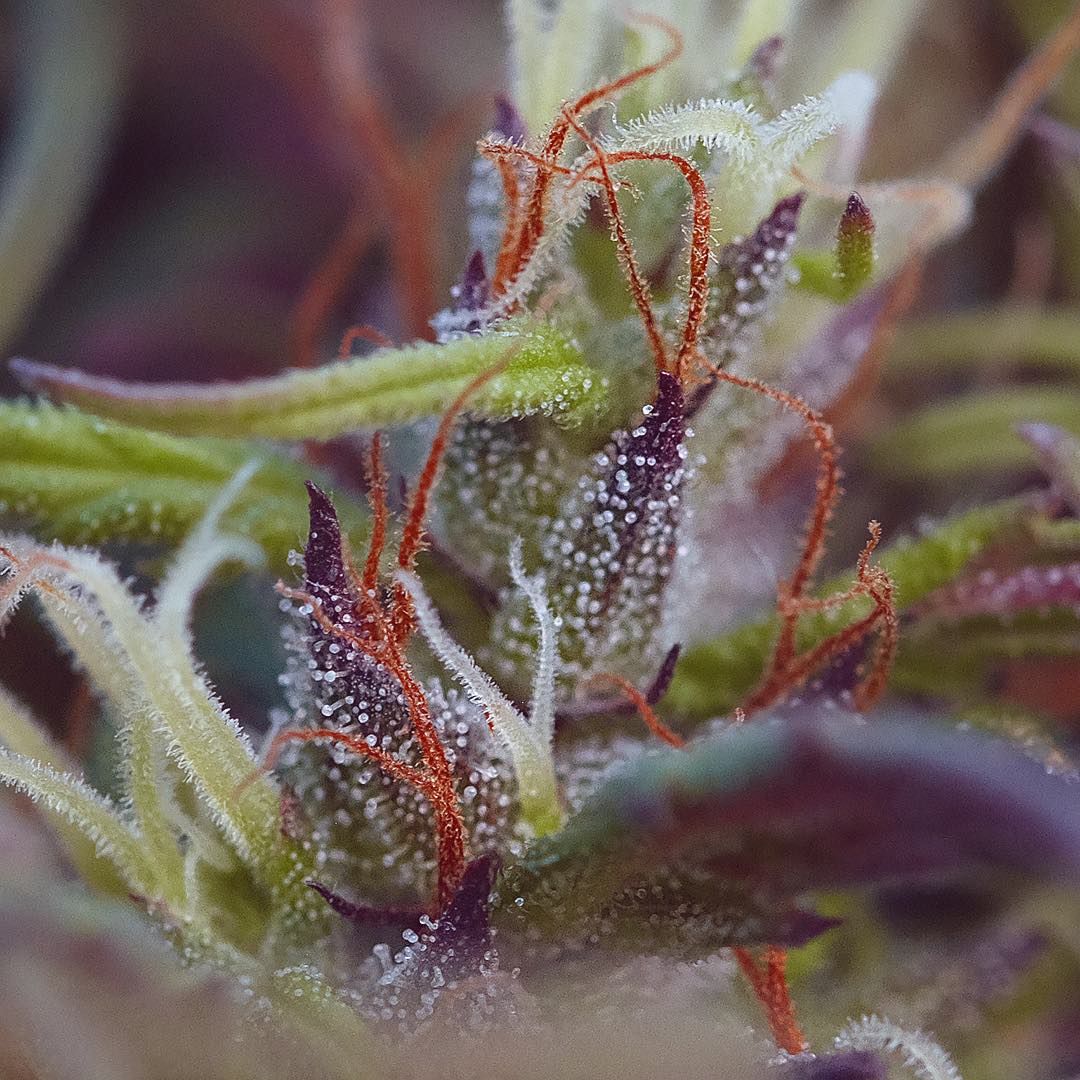 Ace of Haze, additional photo 2