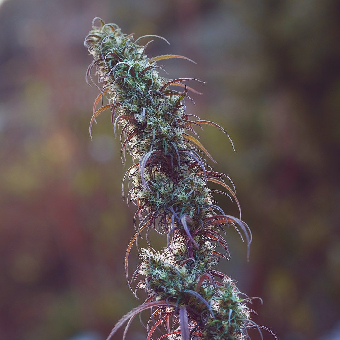 Ace of Haze, additional photo 3