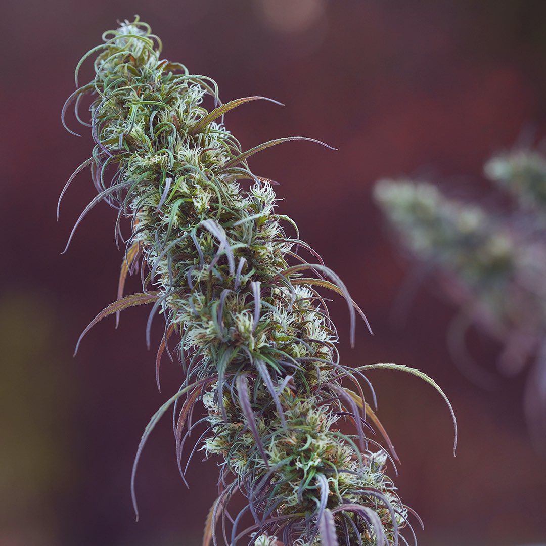 Ace of Haze, additional photo 4