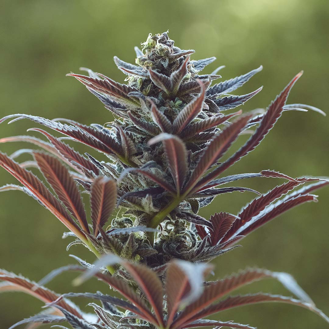 Mauna Kea Purple, additional photo 1
