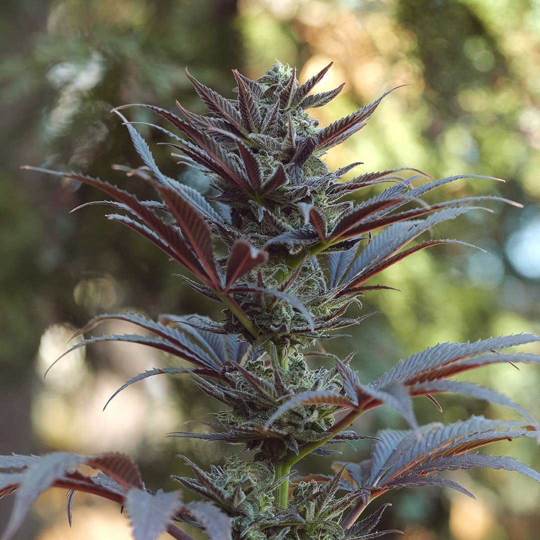 Mauna Kea Purple, additional photo 2