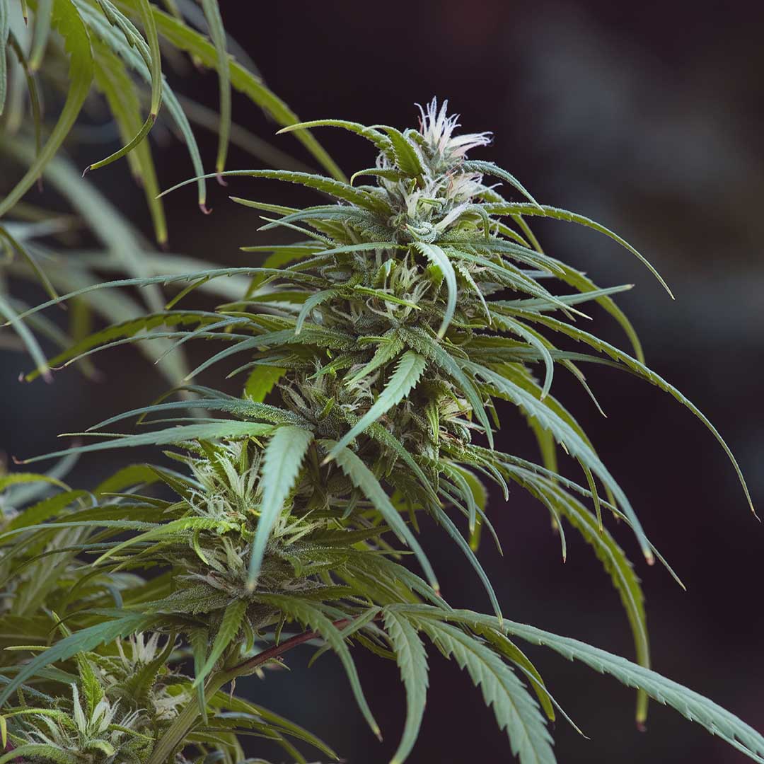 Bullion Haze, additional photo 1
