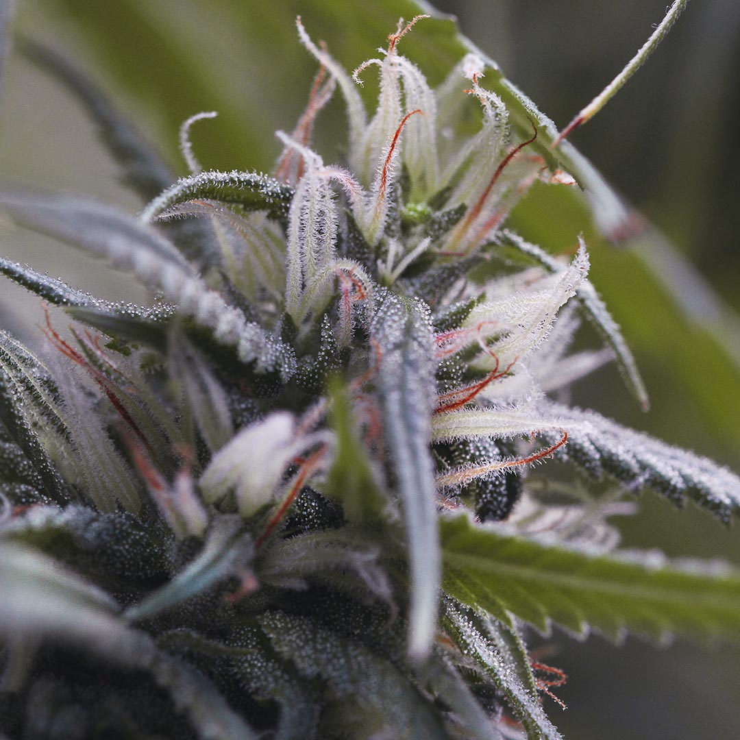 Bullion Haze, additional photo 2