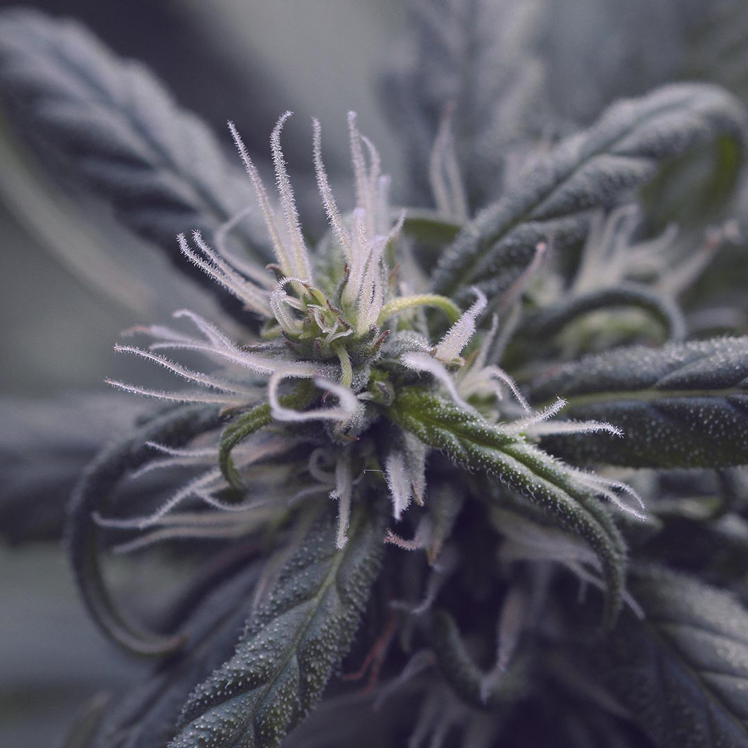 Bullion Haze, additional photo 3