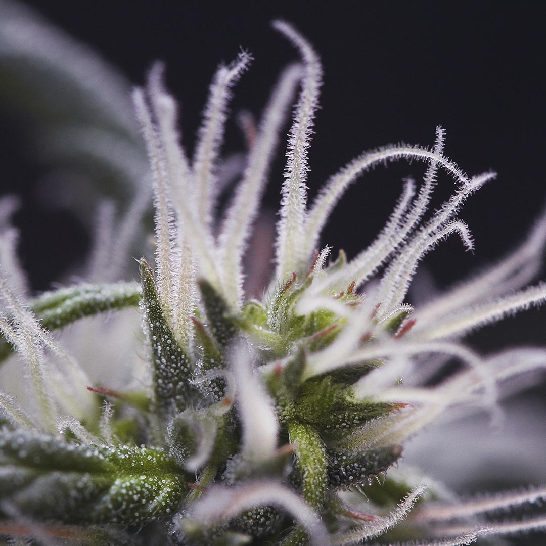 Bullion Haze, additional photo 4