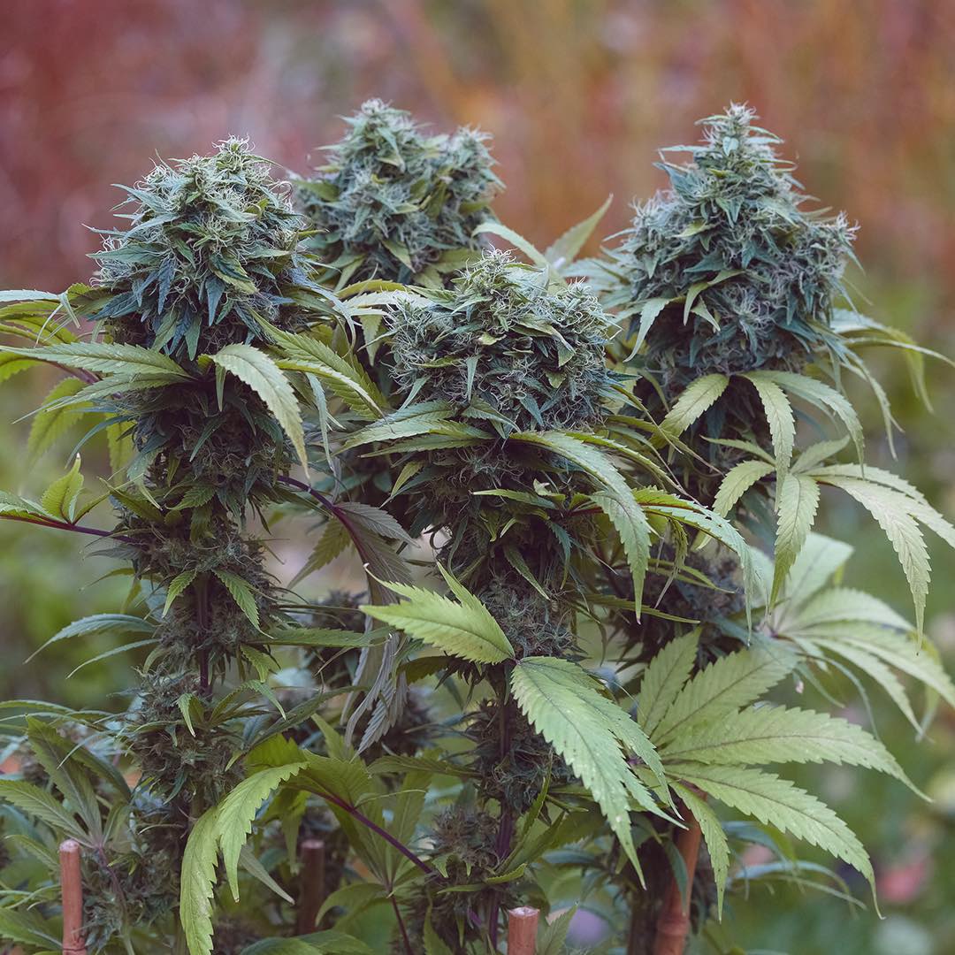 Chamula Skunk