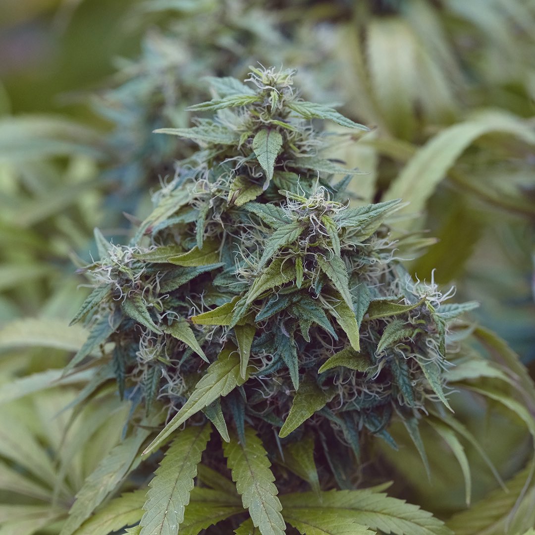 Chamula Skunk, additional photo 3