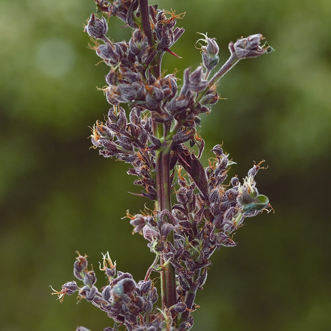 Pacific Pearl, additional photo 3