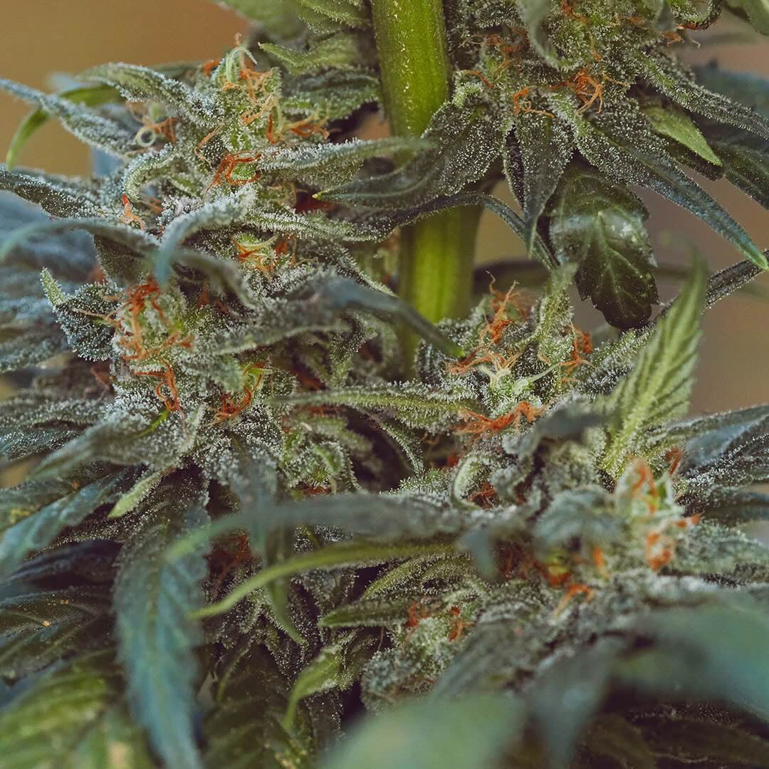 Earl's Gold, additional photo 1