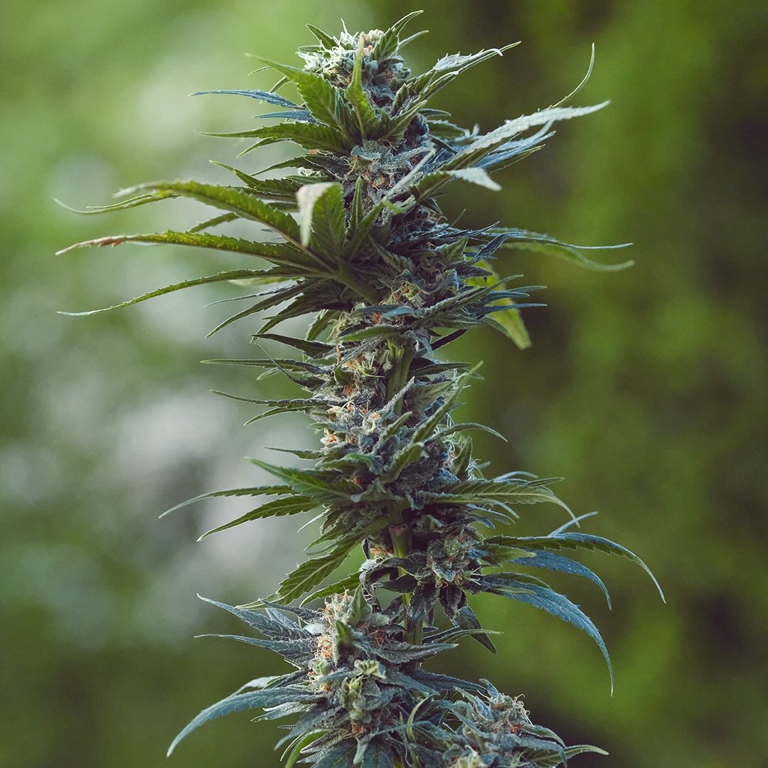Earl's Gold, additional photo 2