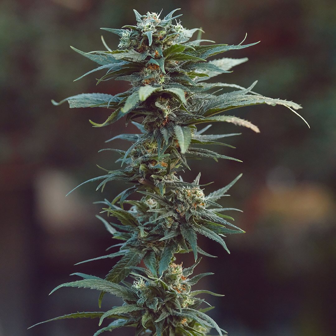 Earl's Gold, additional photo 4
